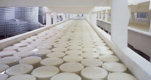 proizvodnja sira