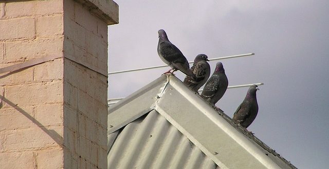 golubovi na krovu